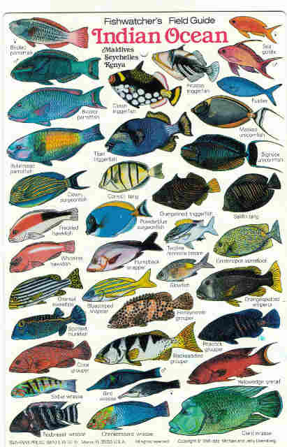 Indian Ocean Fish,fishes, Maldives Zanzibar fish diving books